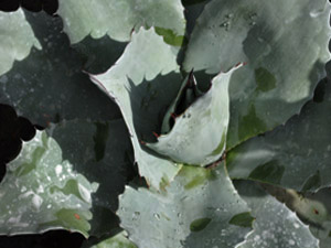 Vivers Càrex - Agave ovatifolia